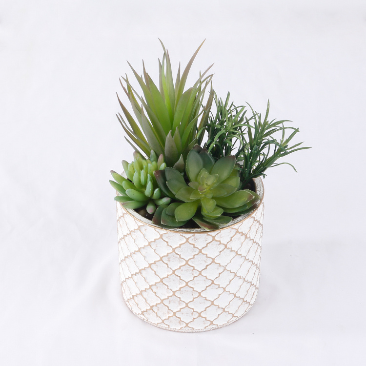 Garden-Decoration-Succulent-Mix-of-Succulents-with-Pot-Hot-Sale (1).jpg